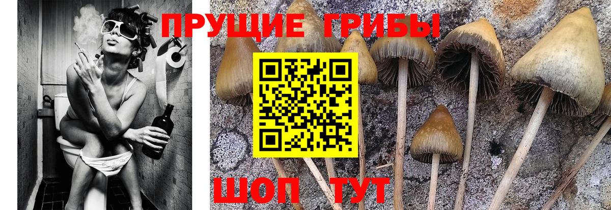 Грязи  Псилоцибиновые грибы мицелий  где купить   Вход с VPN  Галлюциногенные грибы Cubensis 